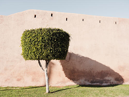 Tree Shadow on Pink Wall Art Print