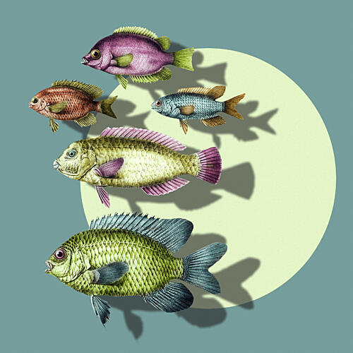 Vibrant Swimming Fish Art Print