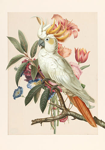 Crested Cockatoo Blooms Art Print