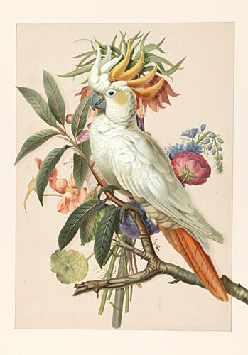 White Cockatoo with Flowers Art Print