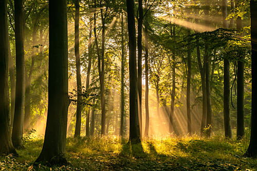 Golden Forest Sunbeams Art Print by Lee Keller