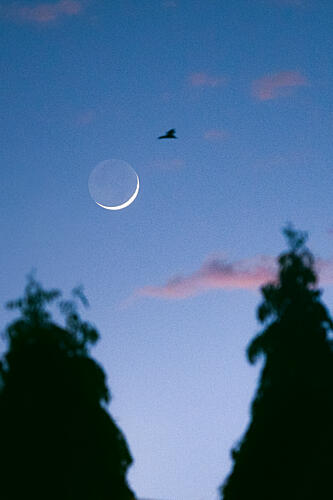 Twilight Bird Crescent Moon Art Print