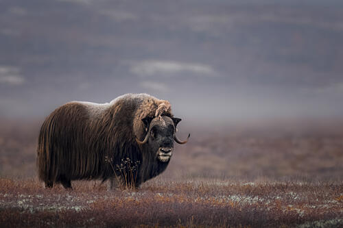 Frosty Tundra Musk Ox Art Print