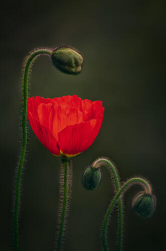 Elegant Red Poppies Art Print
