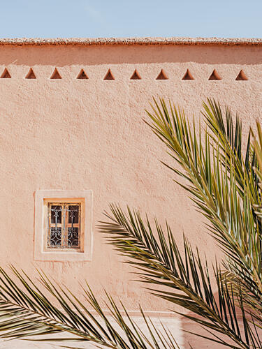 Pink Wall Palm Shadow Art Print