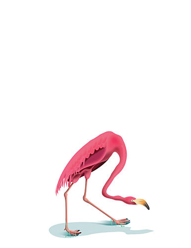 Pink Flamingo Feeding Art Print