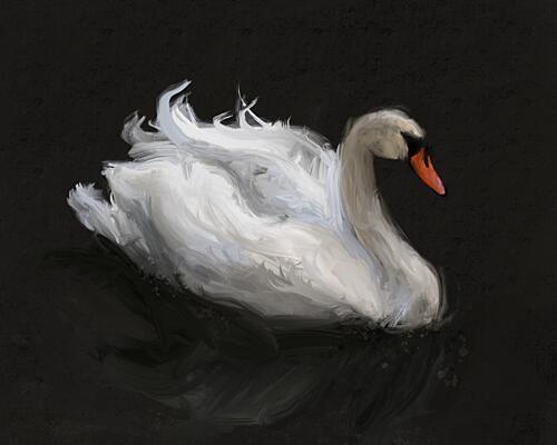 Graceful White Swan Art Print by James Zamora
