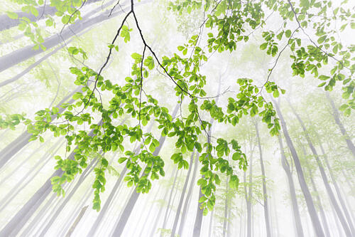 Misty Green Forest Canopy Art Print