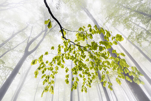 Fresh Leaves Misty Forest Art Print by Tom Pavlasek
