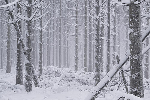 Peaceful Winter Forest Art Print by Elbert-Jan Achterberg