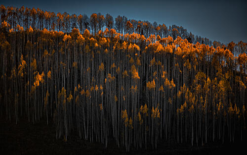 Golden Aspen Forest Gold Print