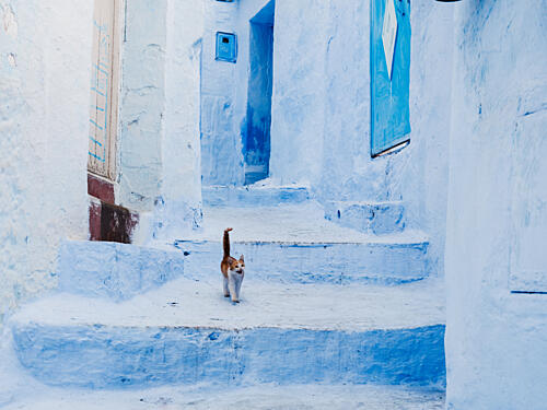Cat Climbing Blue Stairs Art Print