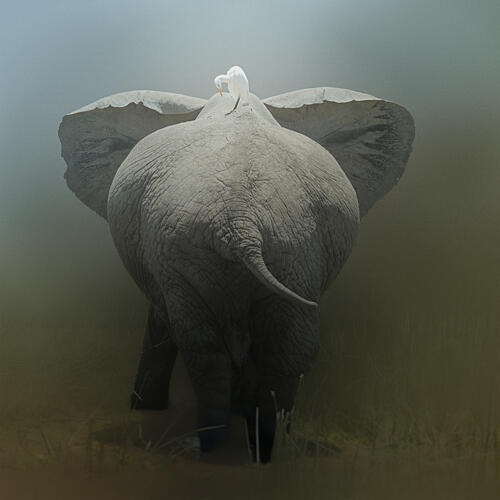 Elephant and Egret Pair Art Print by Melinda LI