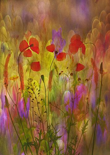 Dreamy Poppy Meadow Art Print by Hilda van der Lee