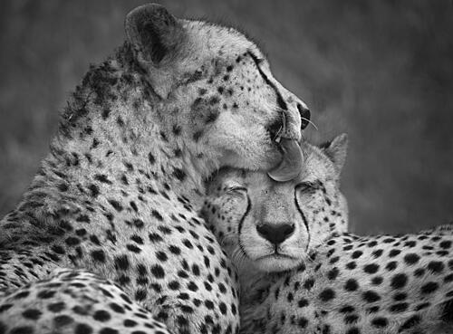 Cheetahs Loving Bond Art Print