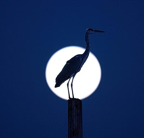 Heron Moon Silhouette Art Print by Eldad Levin
