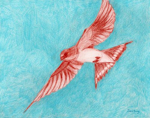 Red Bird in Flight Art Print