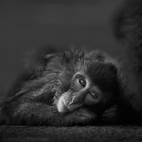 Thoughtful Baby Monkey Art Print