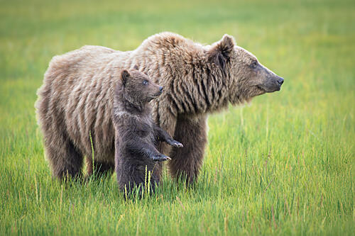 Grizzly Mother and Cub Art Print