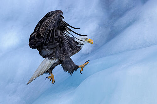 Majestic Eagle Landing Art Print