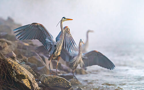 Misty Morning Herons Art Print