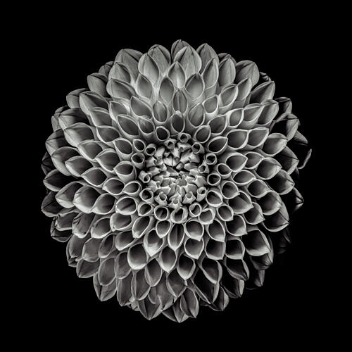Elegant Black Dahlia Art Print by Noriiida