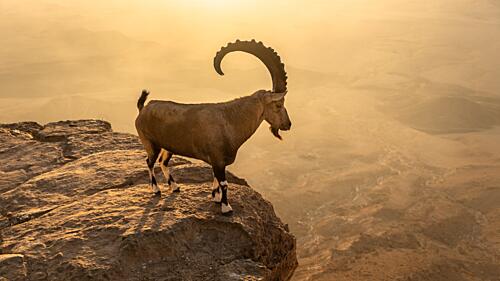 Majestic Ibex Golden Hour Art Print by Matan Fisher