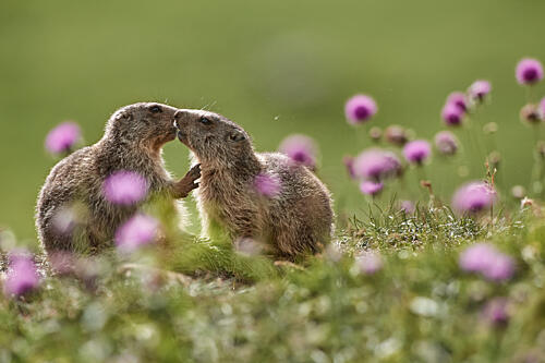 Sweet Marmot Kiss Art Print by Franco Fratini