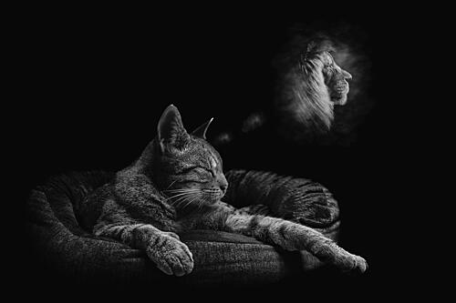 Felines Wild Dream Art Print by Peter Schade