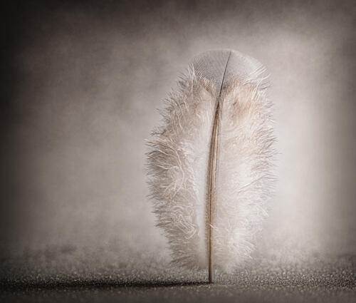 Delicate Feather Serenity Art Print