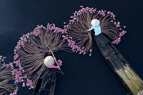 Purple Water Lily Harvest Art Print