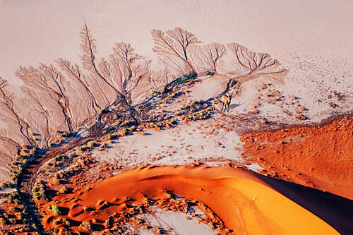 Red Desert Camel Art Print by SiyuWei Apa