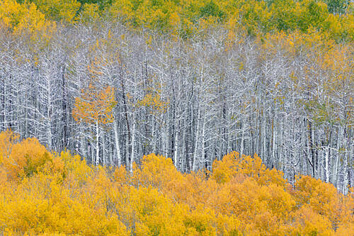 Layers of Fall Aspens Gold Print