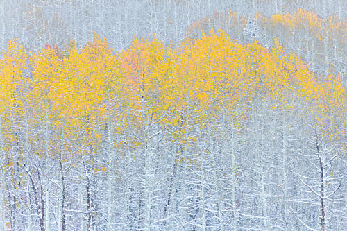 Golden Aspens First Snow Gold Print
