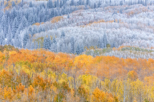 Fall Colors Winter Snow Gold Print