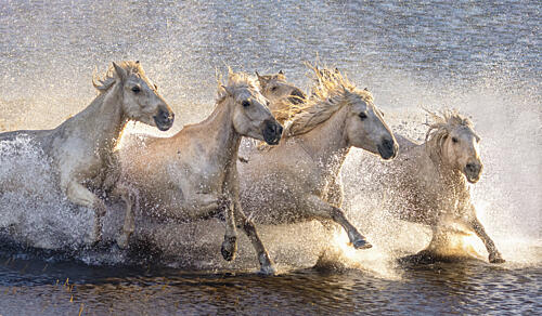 Wild Horses Splashing Art Print