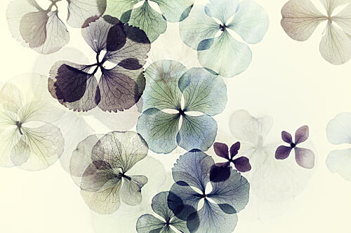 Delicate Hydrangea Petals Art Print by Ellen van Deelen