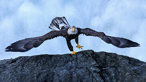 Powerful Bald Eagle Art Print