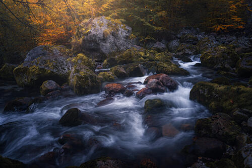 Golden Forest Stream Gold Print