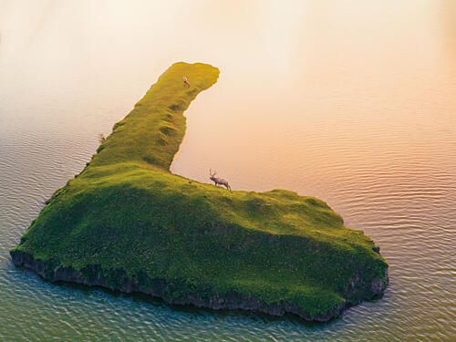 Golden Hour Island Elk Gold Print