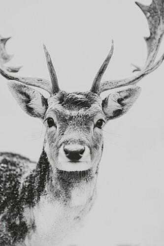 Winter Deer Art Print