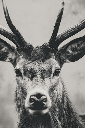 Silent Majesty Art Print