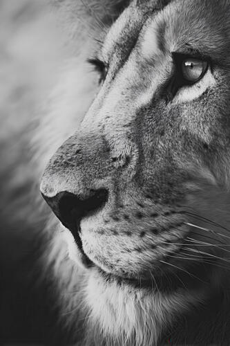 Old Lion Art Print