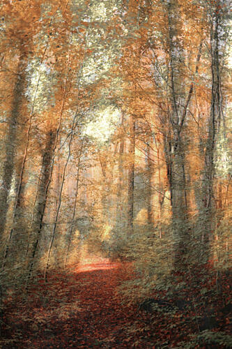 Sunlit Woodland Path Gold Print