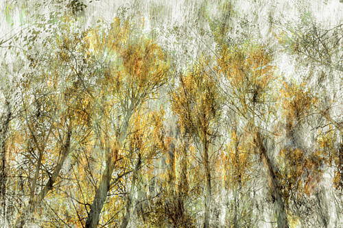 Ethereal Golden Trees Gold Print