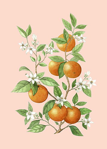 Oranges and Blooms Art Print by Maja Kjaer