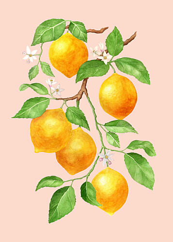 Vibrant Lemon Branch Art Print by Maja Kjaer