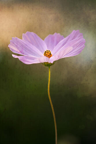 Delicate Purple Cosmos Art Print