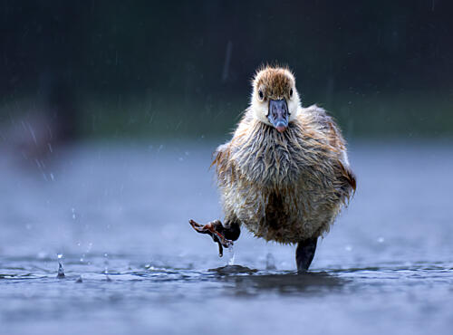 Cute Duckling Splashing Art Print by Corry DeLaan