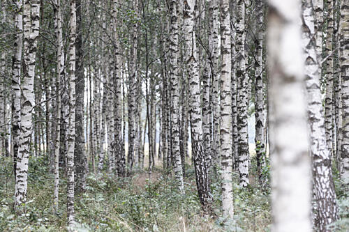 Birch Trees 20 Art Print